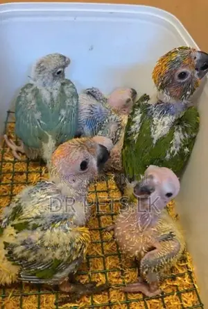 Sun Conure Bird Chicks