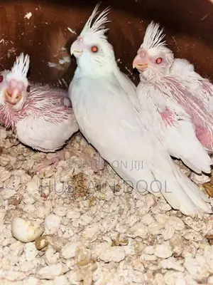 Albino Hand Tame Chicks