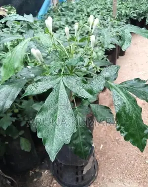 බිංකොහොඹ පැල