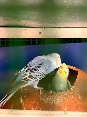 Love birds