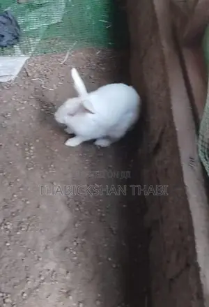 Rabbit