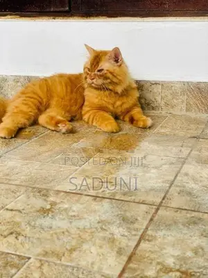 Persian cat