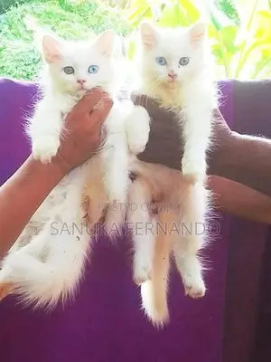 පර්සියන් පූස් පැටවුන්