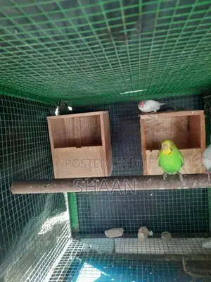 finchers breeding pair