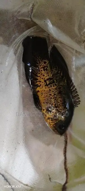 osca fish