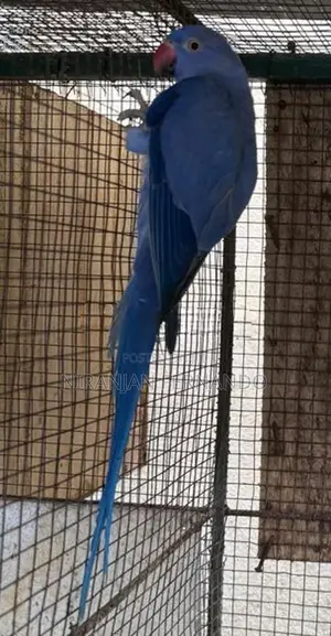 Ring Neck Breeding Pairs