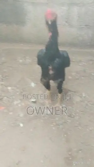 Rooster