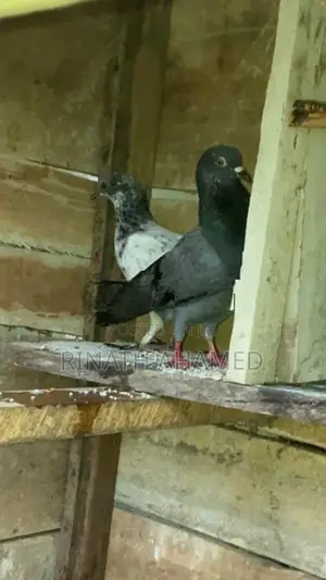 Pigeon