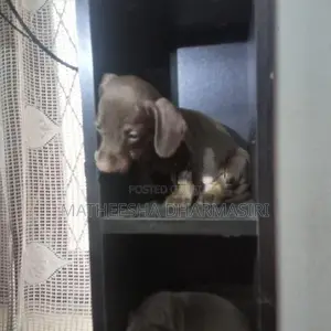 Dachshund Puppy