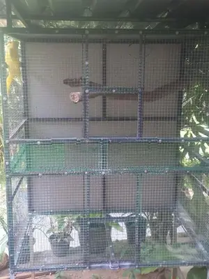 Birds Cage