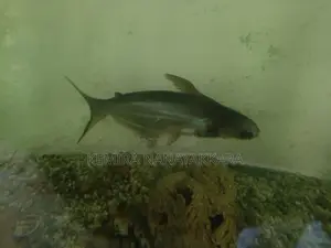 Black Catfish