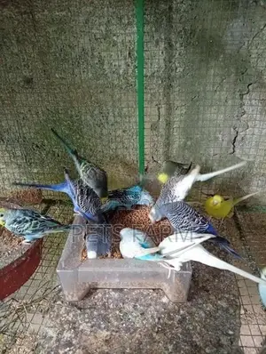Love Birds