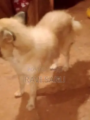 Pomeranian Dog