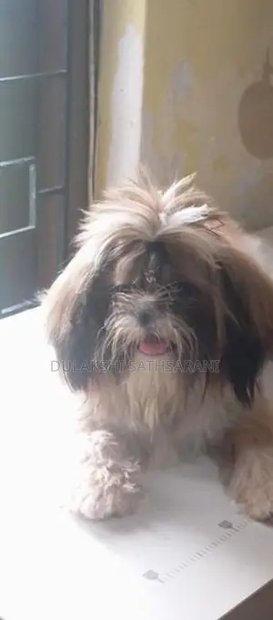 Shih Tzu Puppy