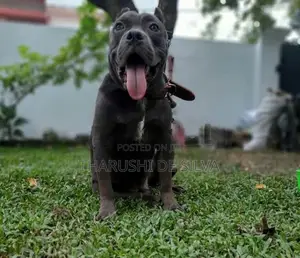 American Bully