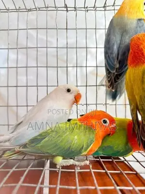African Love Bird
