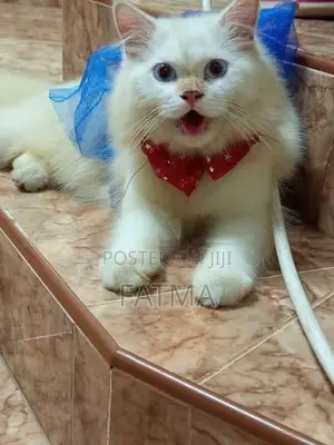 Persian Cat