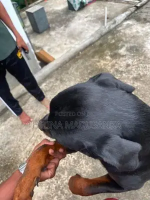 Rottweiler Dog