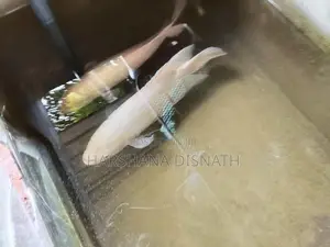 Giant Gourami
