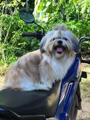 Shih Tzu Male Puppy