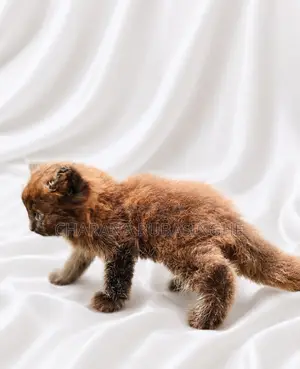 1-3 months Male Purebred Persian