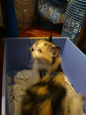 1+ year Female Purebred Exotic