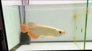 Golden Crossback Arowana