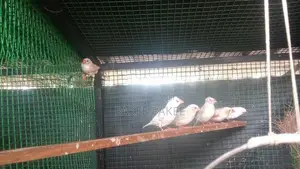 African Love Birds