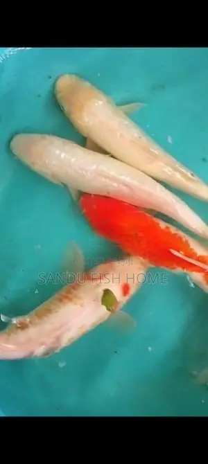 SL Carp Fish