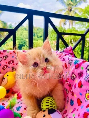 Persian Kitten