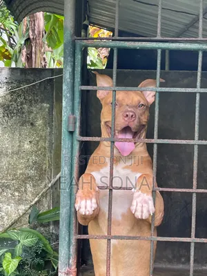 1+ year Male Purebred American Bully