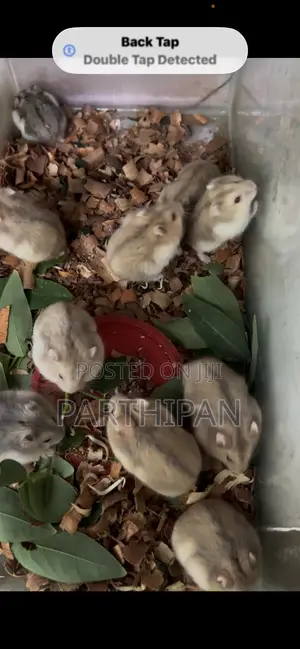 Dwarf Hamster