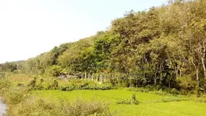 19 Acre Land Sale At Nebada Kaluthara