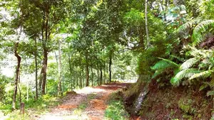 Estate for Sale in Bulathkohupitiya