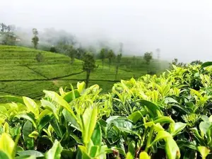 Land of Sale Nuwaraeliya