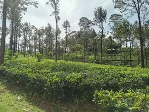 Land for sale Nuwara Eliya Ramboda