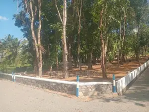 මහෝගනී වත්තක් පිලියන්දල නගර සීමාවෙන්