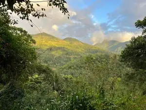 පර්වස් 89 ගම්මිරිස් වගාව ඉඩමක් විකිණීමට තෙල්දෙණිය