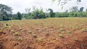 Gonapola Land for Sale in Kumbuka
