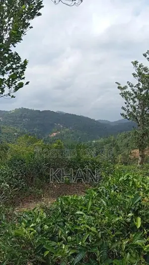 Tea Land for Sale Rangala