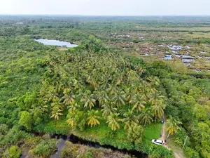 Cultivated Land for Sale in Wattala - Bopitiya