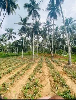 Commercial Land for Sale in Waliweriya (sp1080)