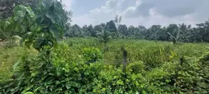 200 PERCH LAND FOR SALE in PUGODA -HANWELLA