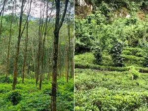 Estate for Sale in Rathnapura