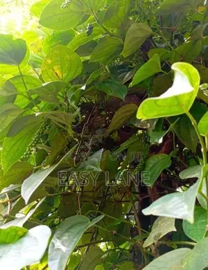 Kandy Land for Sale