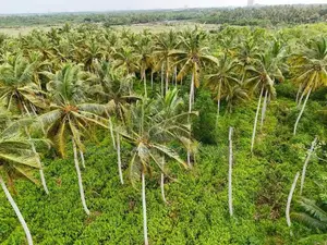 Agricultural Land for Sale in Bopitiya