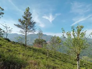 Kabana Land for Sale Nuwara Eliya Road