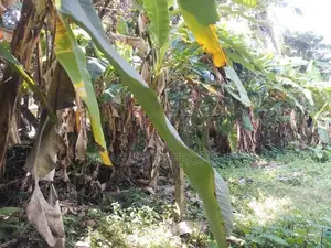 almost house for super land sale in kohuwala