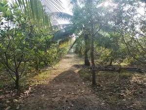 Puttlam Kurunegala Road 3.5 Acres Coconut Land for Sale