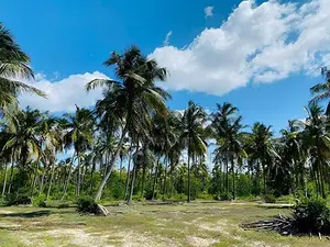 Coconut Estate for Sale in Puttalam